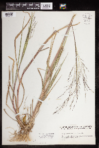 Panicum dichotomiflorum image