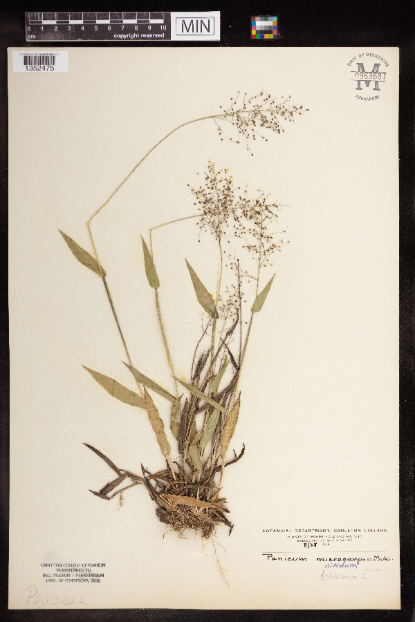 Dichanthelium dichotomum image