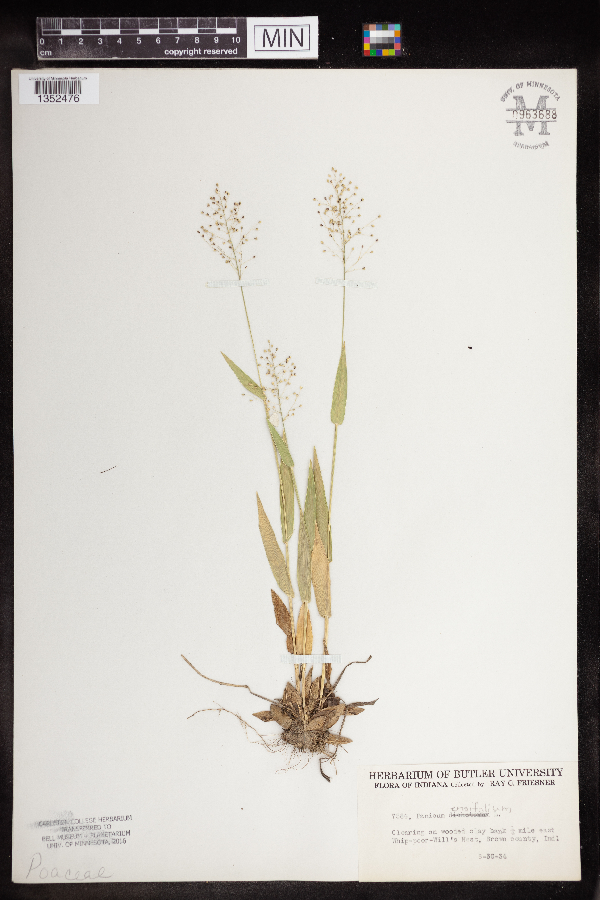 Dichanthelium ensifolium image