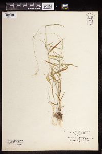 Dichanthelium ensifolium image