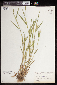 Dichanthelium lanuginosum image