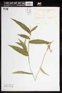 Dichanthelium latifolium image