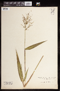 Dichanthelium latifolium image