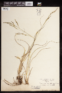 Media resource of Dichanthelium longiligulatum