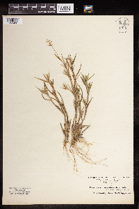 Dichanthelium acuminatum image