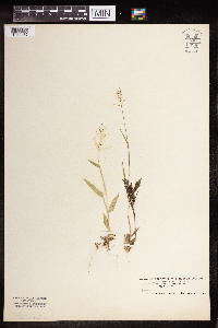 Dichanthelium acuminatum image