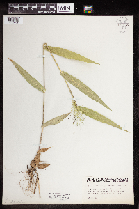 Media resource of Dichanthelium polyanthes