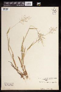 Media resource of Dichanthelium sphaerocarpon