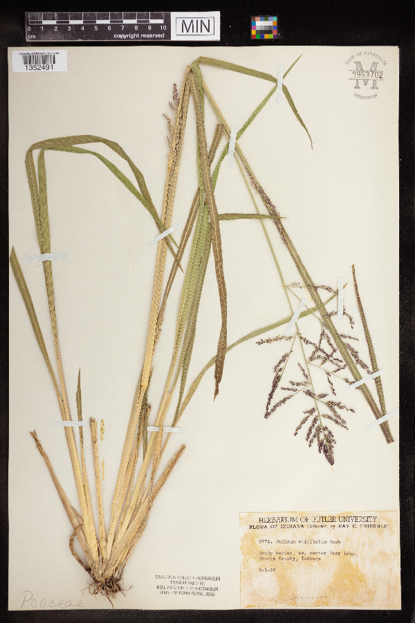 Panicum rigidulum subsp. elongatum image