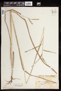 Media resource of Paspalum setaceum