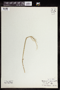 Paspalum setaceum image