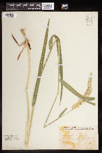 Phalaris arundinacea image
