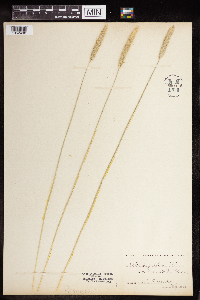 Phleum pratense image