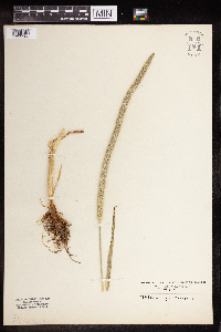 Phleum pratense image