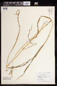 Phleum pratense image