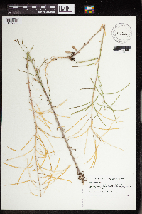 Image of Boechera grahamii