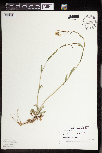 Boechera grahamii image