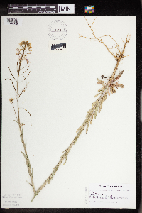 Boechera grahamii image