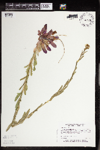 Boechera grahamii image