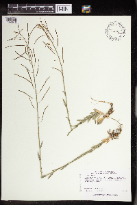 Boechera grahamii image