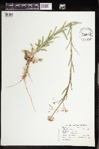 Boechera grahamii image