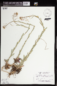 Boechera grahamii image