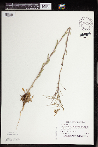 Boechera grahamii image