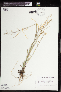 Boechera grahamii image