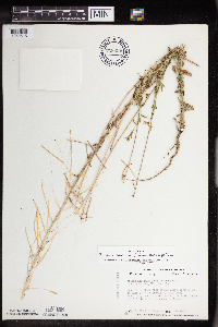 Boechera grahamii image