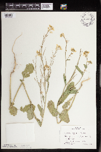 Brassica juncea image