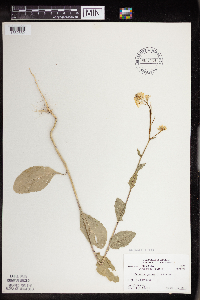 Brassica juncea image