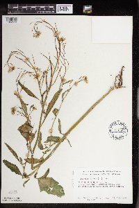Brassica juncea image