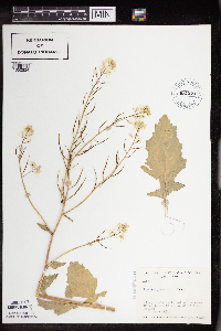 Brassica juncea image