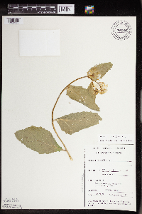 Brassica juncea image