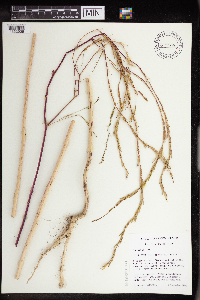 Media resource of Brassica nigra