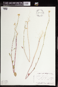 Brassica nigra image