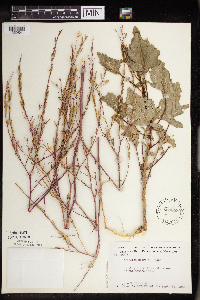 Brassica nigra image