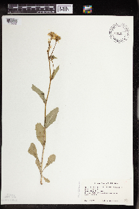 Brassica nigra image