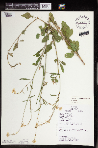 Brassica nigra image