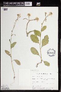 Brassica nigra image