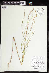 Brassica nigra image