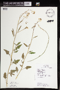 Brassica nigra image