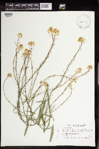 Brassica nigra image
