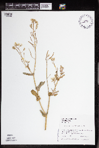 Brassica rapa image