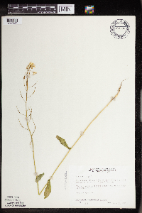 Brassica rapa image