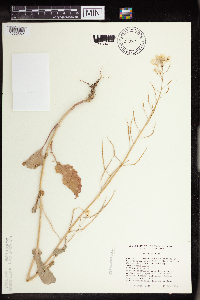 Brassica rapa image