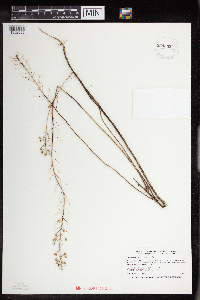 Camelina microcarpa image