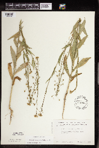 Camelina microcarpa image