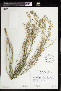 Camelina microcarpa image