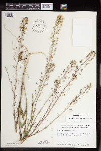 Camelina microcarpa image